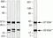 Syndecan 4 antibody, 36-3100, Invitrogen Antibodies, Western Blot image 