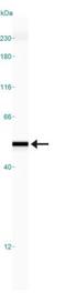 Eukaryotic Translation Initiation Factor 4A2 antibody, NBP2-24529, Novus Biologicals, Western Blot image 