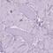 Coronin 1B antibody, PA5-64443, Invitrogen Antibodies, Immunohistochemistry frozen image 