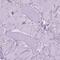 Coronin 1B antibody, PA5-64443, Invitrogen Antibodies, Immunohistochemistry frozen image 