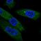 EBP Like antibody, HPA049891, Atlas Antibodies, Immunofluorescence image 