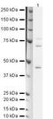 Fermitin family homolog 1 antibody, PA5-19817, Invitrogen Antibodies, Western Blot image 