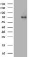 Long-chain-fatty-acid--CoA ligase 5 antibody, CF811897, Origene, Western Blot image 