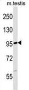 F-Box And Leucine Rich Repeat Protein 19 antibody, abx030307, Abbexa, Western Blot image 