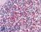 Talin 1 antibody, LS-B4429, Lifespan Biosciences, Immunohistochemistry frozen image 