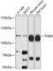 Thrombomodulin antibody, 19-294, ProSci, Western Blot image 