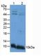 Apolipoprotein C3 antibody, MBS2028560, MyBioSource, Western Blot image 