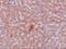 Lysine Demethylase 3A antibody, A03994-1, Boster Biological Technology, Immunohistochemistry frozen image 