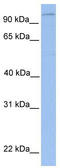 Lipin 1 antibody, TA335390, Origene, Western Blot image 