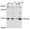 Calcitonin gene-related peptide 1 antibody, abx126848, Abbexa, Western Blot image 