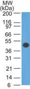GFAP antibody, AM50113PU-T, Origene, Western Blot image 