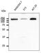 Early Endosome Antigen 1 antibody, AB0006-200, Origene, Western Blot image 