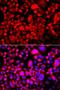 G-Rich RNA Sequence Binding Factor 1 antibody, orb324854, Biorbyt, Immunocytochemistry image 