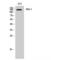 Insulin Receptor Substrate 1 antibody, LS-C384195, Lifespan Biosciences, Western Blot image 