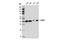 Cytosolic Iron-Sulfur Assembly Component 1 antibody, 81376S, Cell Signaling Technology, Western Blot image 
