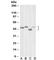 Meis Homeobox 2 antibody, R35465-100UG, NSJ Bioreagents, Western Blot image 