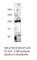 Adenylate Cyclase 9 antibody, PAC-901AP, FabGennix, Western Blot image 