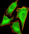 26S protease regulatory subunit 4 antibody, 60-985, ProSci, Immunofluorescence image 