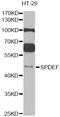 SAM pointed domain-containing Ets transcription factor antibody, STJ28830, St John