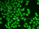 Heterogeneous nuclear ribonucleoprotein K antibody, A1701, ABclonal Technology, Immunofluorescence image 