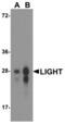 TNF Superfamily Member 14 antibody, LS-C669103, Lifespan Biosciences, Western Blot image 