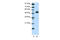 Transcriptional Adaptor 3 antibody, 28-942, ProSci, Western Blot image 
