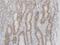 Coagulation Factor VII antibody, NBP1-31421, Novus Biologicals, Immunohistochemistry paraffin image 