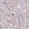 Serine/Threonine Kinase 39 antibody, HPA061803, Atlas Antibodies, Immunohistochemistry frozen image 