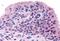 Frizzled Class Receptor 5 antibody, NLS4273, Novus Biologicals, Immunohistochemistry paraffin image 