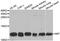 Macrophage Migration Inhibitory Factor antibody, MBS127712, MyBioSource, Western Blot image 