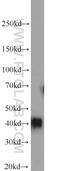 Transmembrane Protein 165 antibody, 20485-1-AP, Proteintech Group, Western Blot image 