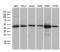 UBA Domain Containing 1 antibody, LS-C795373, Lifespan Biosciences, Western Blot image 