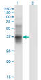 CD25 antibody, LS-C197513, Lifespan Biosciences, Western Blot image 