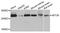 Mechanistic Target Of Rapamycin Kinase antibody, abx005956, Abbexa, Western Blot image 