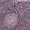GCSFR antibody, HPA048086, Atlas Antibodies, Immunohistochemistry paraffin image 
