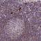 Colony Stimulating Factor 3 Receptor antibody, HPA048086, Atlas Antibodies, Immunohistochemistry paraffin image 