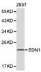 Endothelin 1 antibody, LS-C192258, Lifespan Biosciences, Western Blot image 