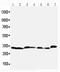 Caspase 6 antibody, PA5-78923, Invitrogen Antibodies, Western Blot image 