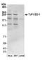 Tight Junction Protein 1 antibody, A304-784A, Bethyl Labs, Western Blot image 