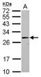 Phosphoribosyltransferase domain-containing protein 1 antibody, NBP2-19972, Novus Biologicals, Western Blot image 