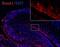 SH3 And Multiple Ankyrin Repeat Domains 1 antibody, PA5-28633, Invitrogen Antibodies, Immunohistochemistry paraffin image 