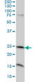 Mitochondrial Ribosome Recycling Factor antibody, LS-C133827, Lifespan Biosciences, Western Blot image 