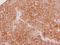 Sialin antibody, NBP2-20383, Novus Biologicals, Immunohistochemistry frozen image 