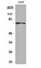 Methylenetetrahydrofolate Reductase antibody, orb161862, Biorbyt, Western Blot image 