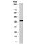 Enolase 2 antibody, 34-031, ProSci, Western Blot image 