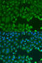 Mitogen-Activated Protein Kinase Kinase 3 antibody, 23-127, ProSci, Immunofluorescence image 