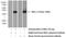 Monoglyceride Lipase antibody, 14986-1-AP, Proteintech Group, Western Blot image 