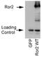 Receptor Tyrosine Kinase Like Orphan Receptor 2 antibody, 34045, QED Bioscience, Western Blot image 