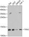 Thioredoxin 2 antibody, 22-482, ProSci, Western Blot image 