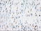 Eukaryotic Translation Initiation Factor 2 Subunit Alpha antibody, LS-C115364, Lifespan Biosciences, Immunohistochemistry frozen image 